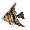 Pterophyllum (angelfish)