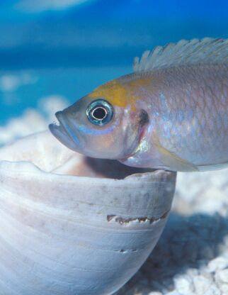 Lamprologus shell dweller